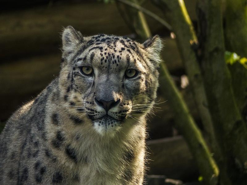 La faune sauvage Népalaise