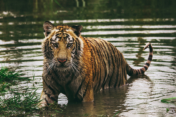 Au Népal, la population de tigre sauvage se porte bien