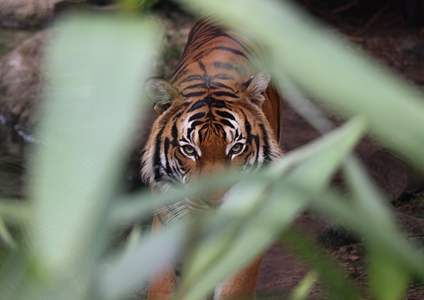 Au Népal, la population de tigre sauvage se porte bien